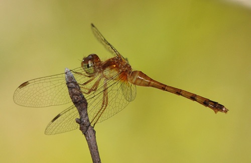 Female
16 Aug 2009  Taylor